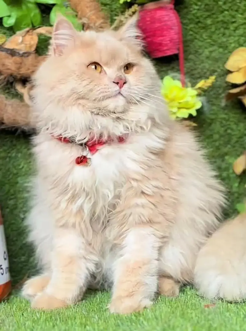 Persian cat triple code Punch face vaccineated male  female available — photo 7