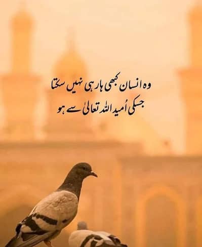 need husband and wife 03059428554