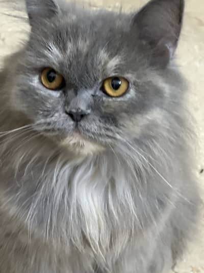 Punch Face Persian cats for Ssle