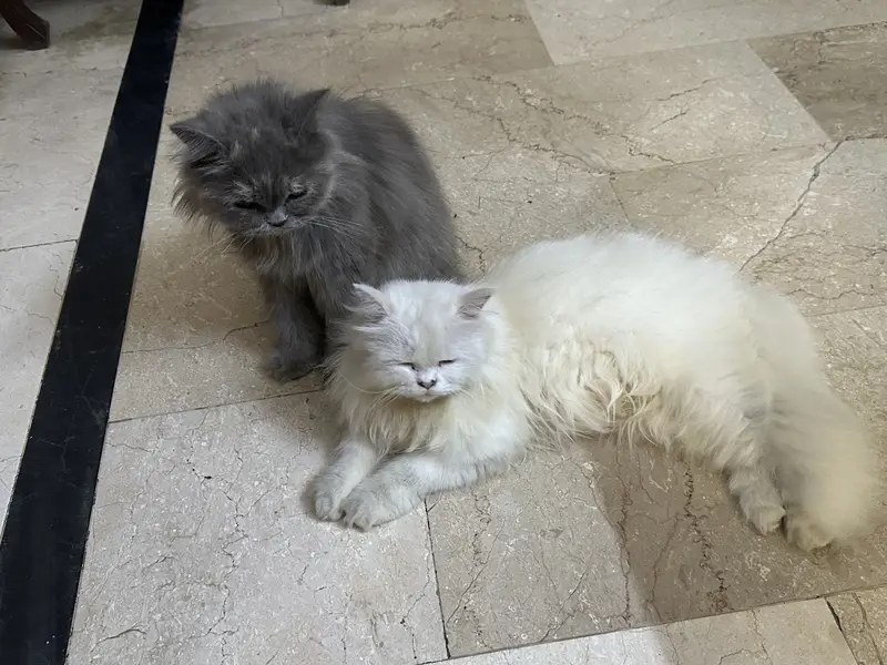 Punch Face Persian cats for Sale — photo 2