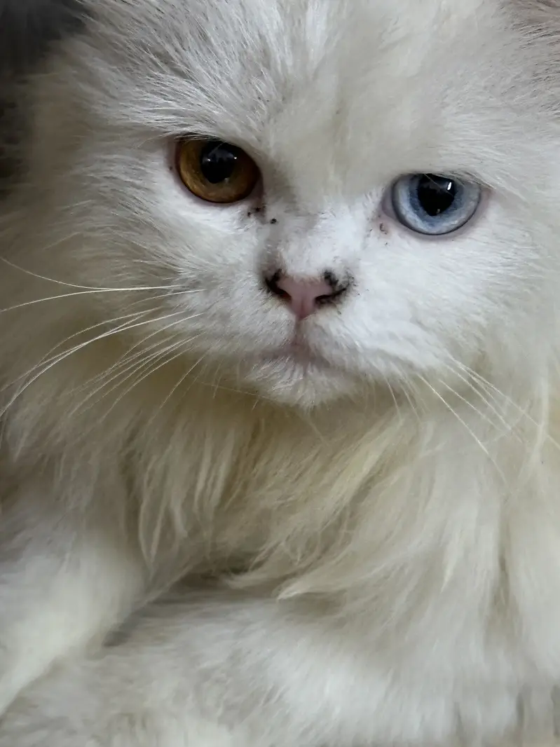 Punch Face Persian cats for Sale — photo 3