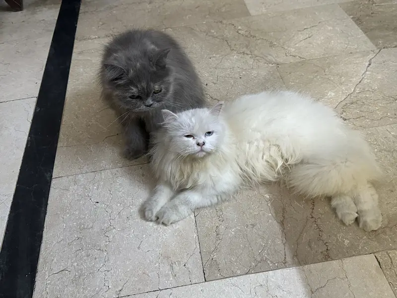 Punch Face Persian cats for Sale — photo 4