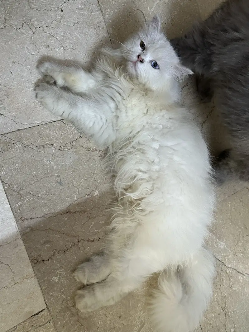 Punch Face Persian cats for Sale — photo 5