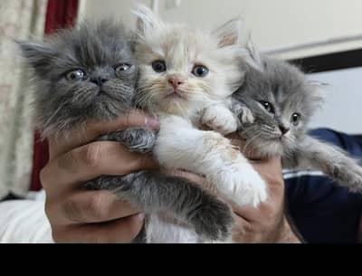 Persian Hemalayan pure breed kittens