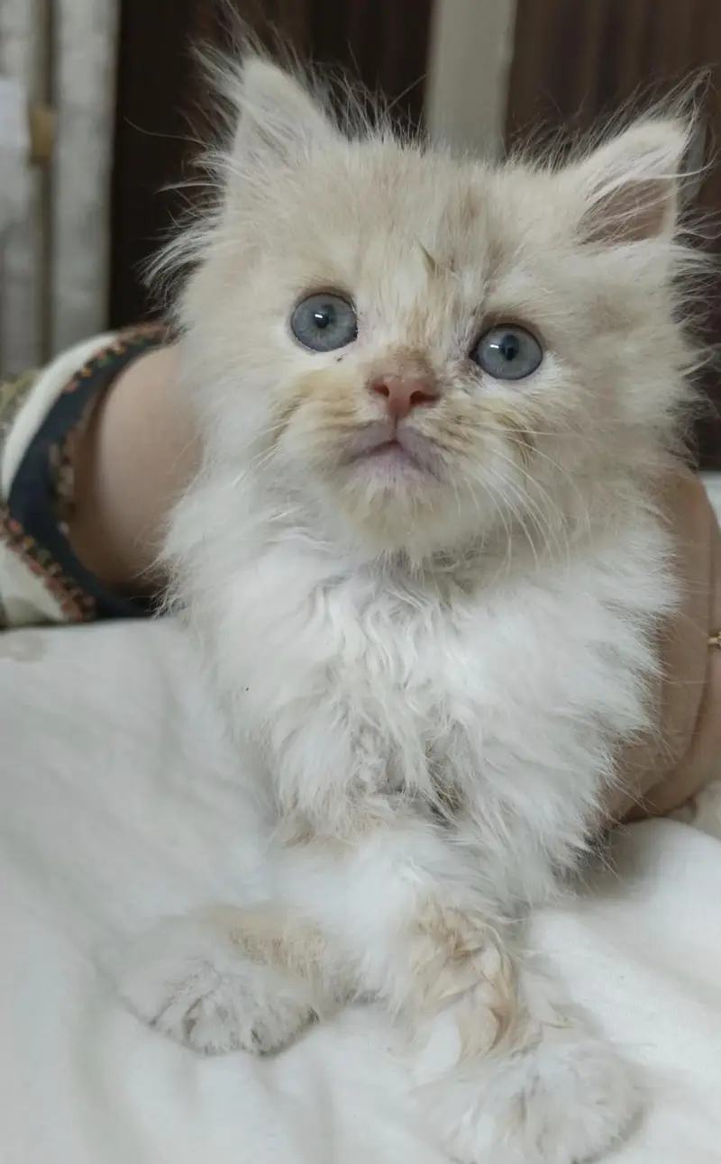 Persian Hemalayan pure breed kittens — photo 2