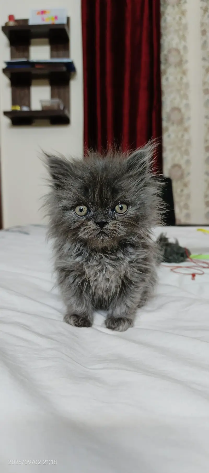 Persian Hemalayan pure breed kittens — photo 3