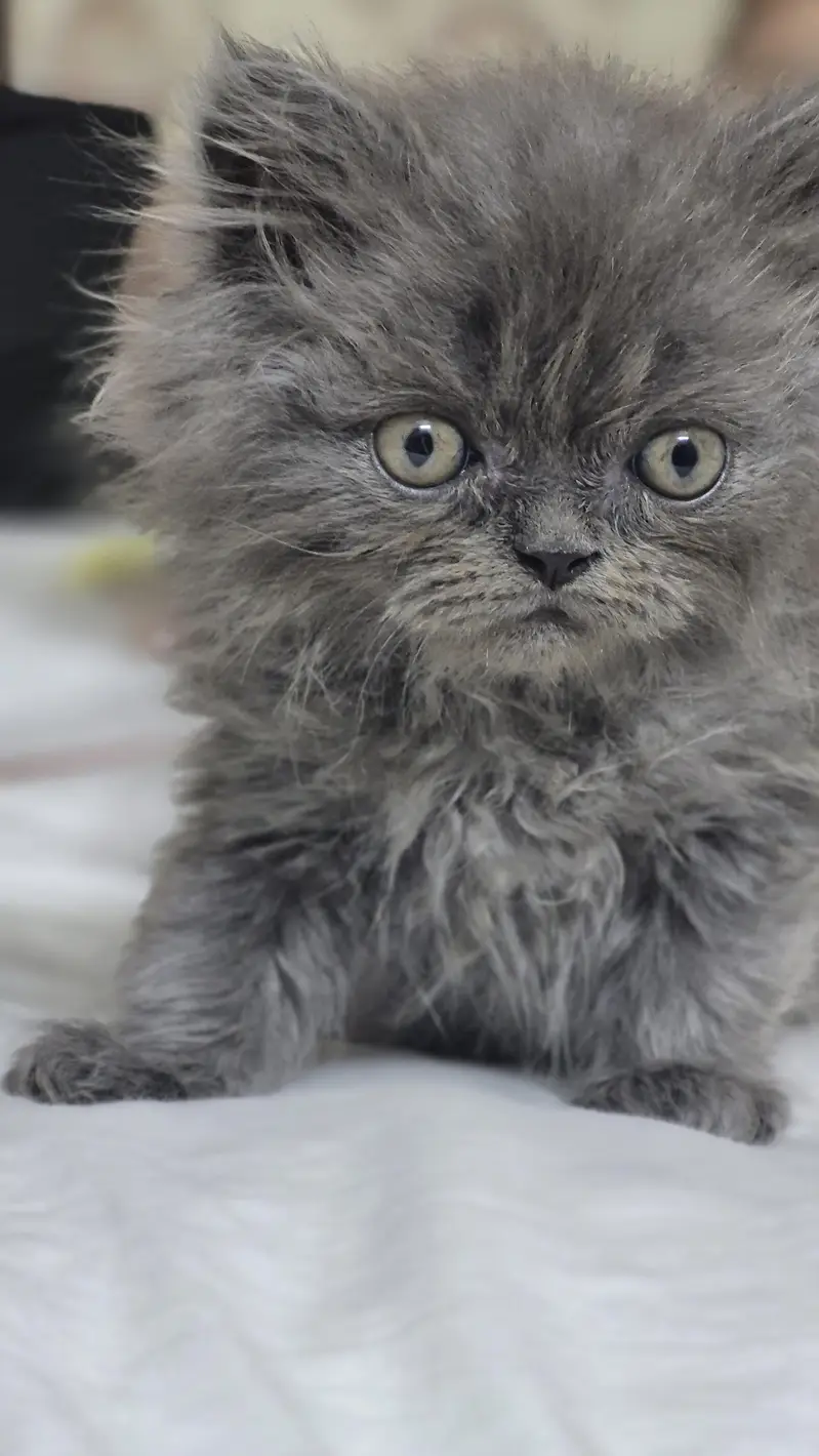 Persian Hemalayan pure breed kittens — photo 4