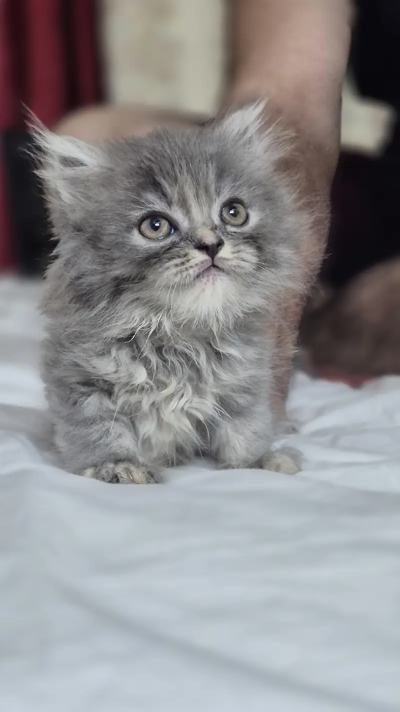 Persian Hemalayan pure breed kittens — photo 5