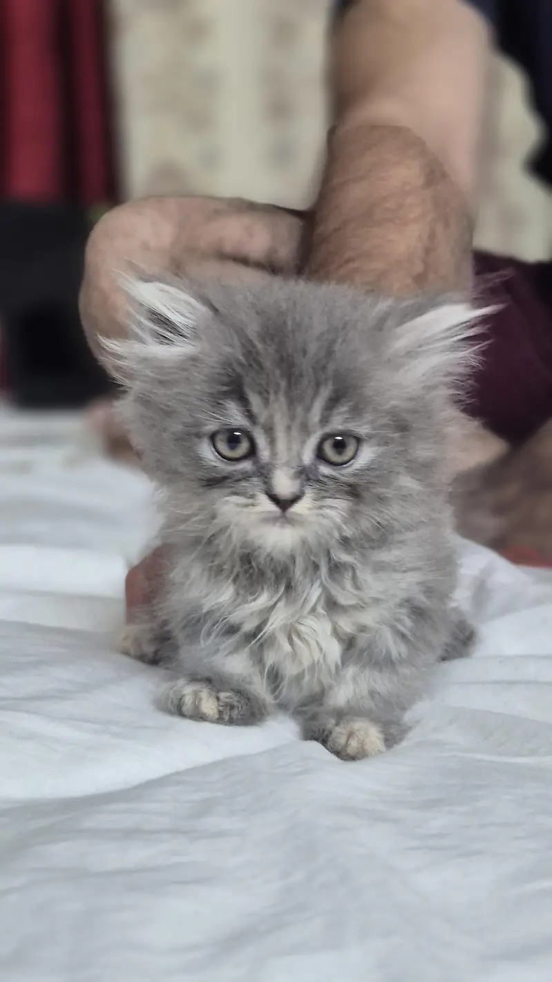 Persian Hemalayan pure breed kittens — photo 6