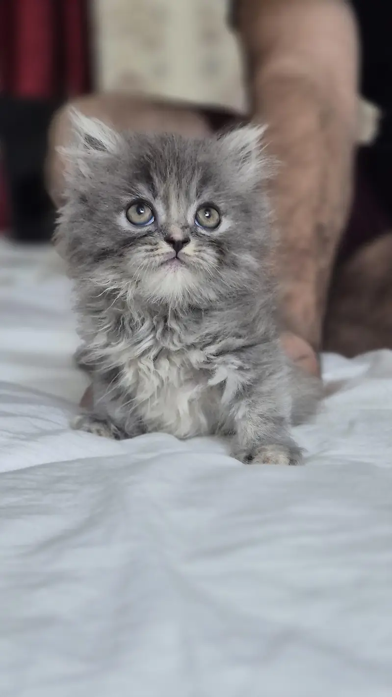 Persian Hemalayan pure breed kittens — photo 7