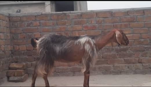 Teddy pregnant bakri