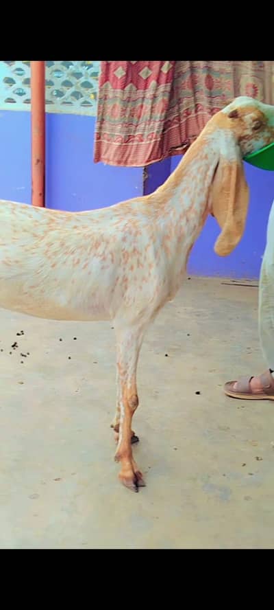 2 pureMakhi cheena ghbhn female's