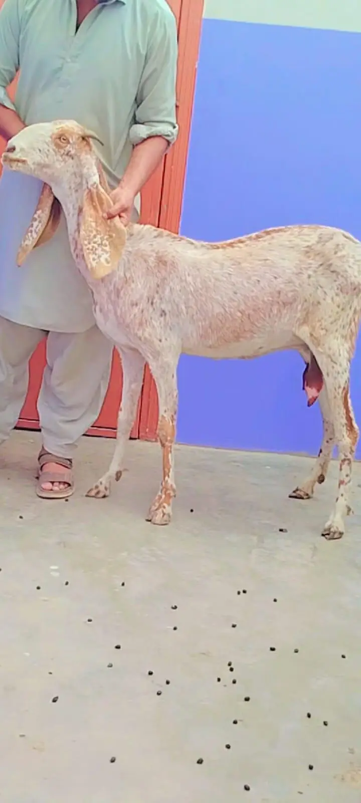 Makhi cheena ghbhn female's — photo 3