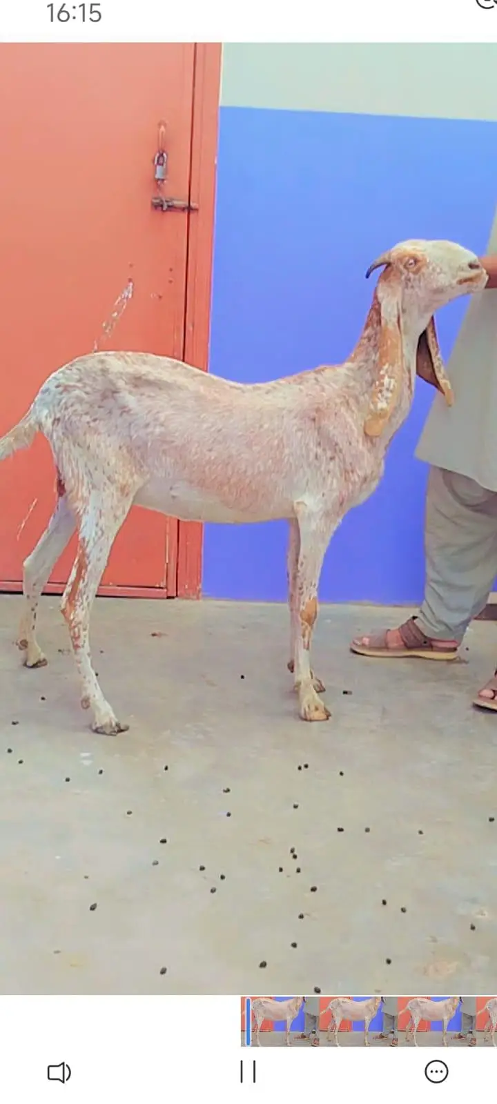 Makhi cheena ghbhn female's — photo 5