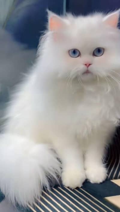 Persian cat triple code Punch face vaccineated male  female available