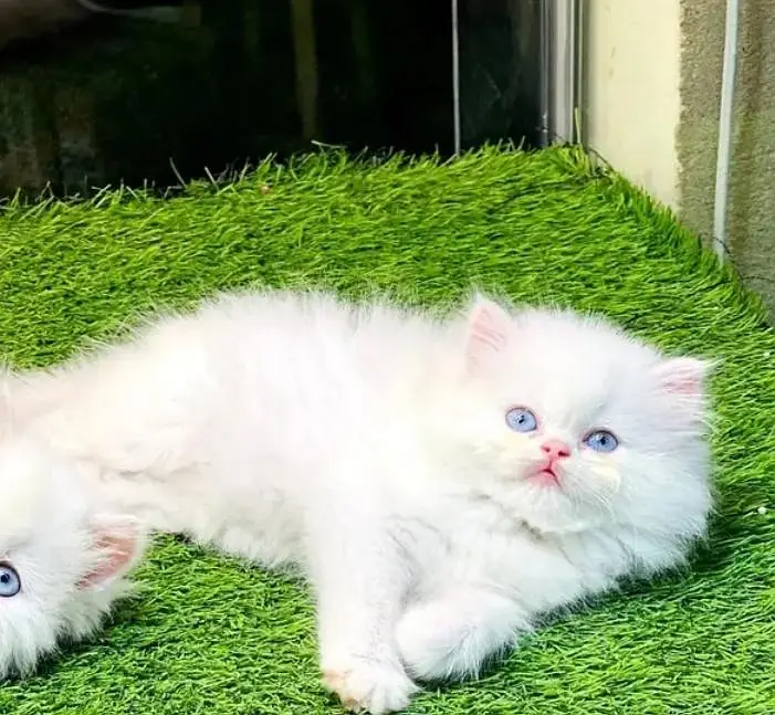 Persian cat triple code Punch face vaccineated male  female available — photo 3