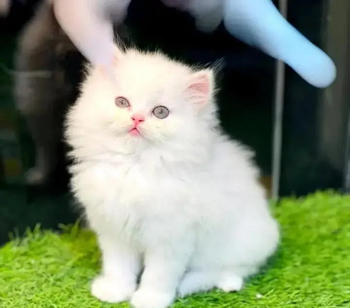Persian cat triple code Punch face vaccineated male  female available — photo 4