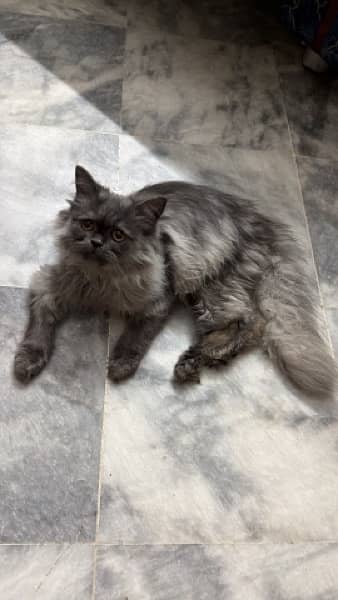 cat for sale