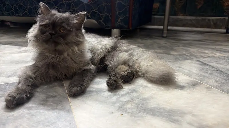 cat for sale — photo 2