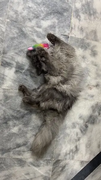 cat for sale — photo 3