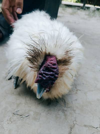 Silly Hen Pure Breed Pair A+ Condition