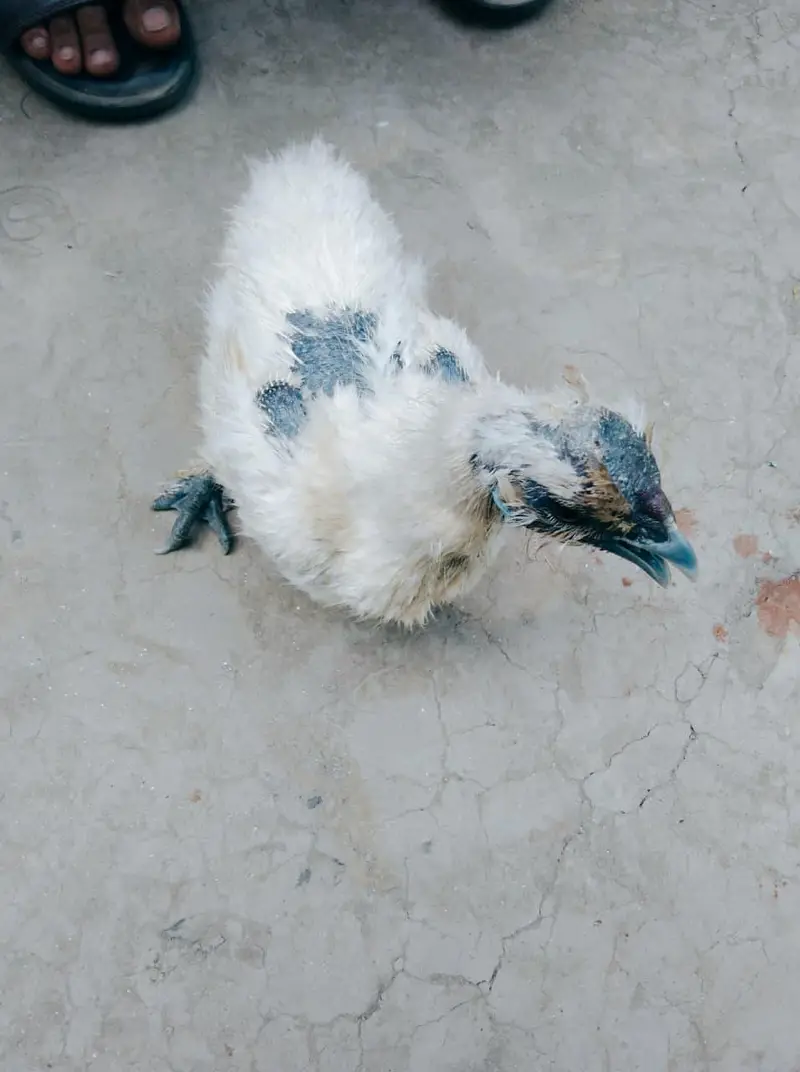 Silly Hen Pure Breed Pair A+ Condition — photo 2