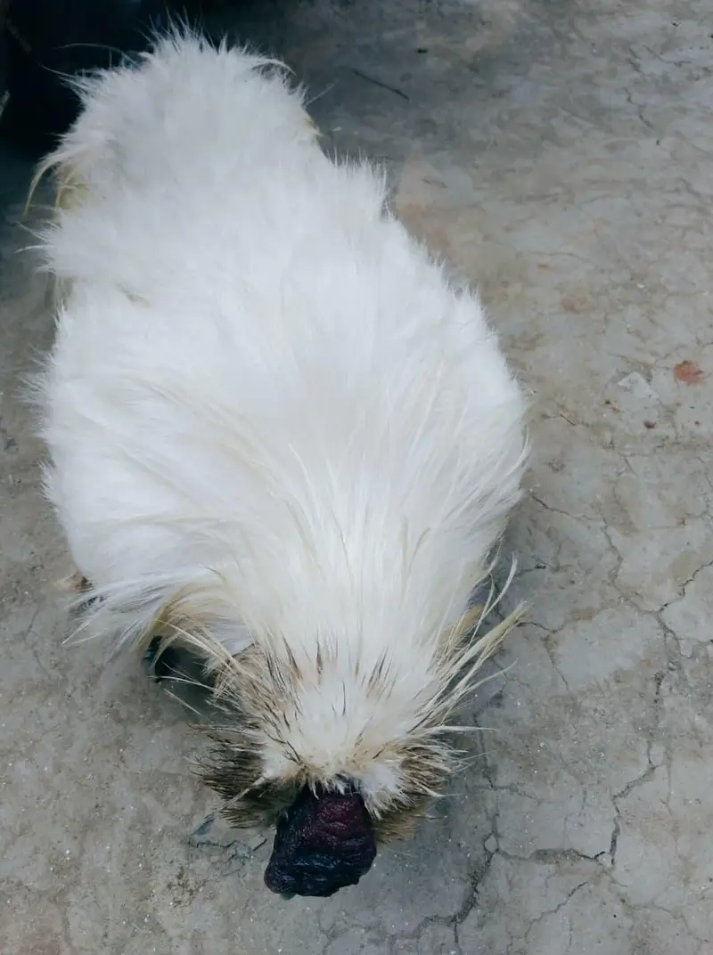 Silly Hen Pure Breed Pair A+ Condition — photo 3