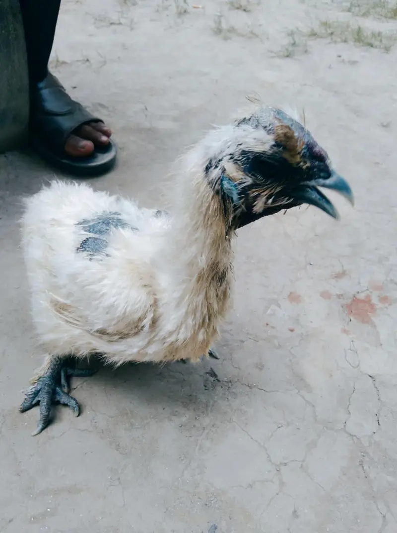 Silly Hen Pure Breed Pair A+ Condition — photo 4