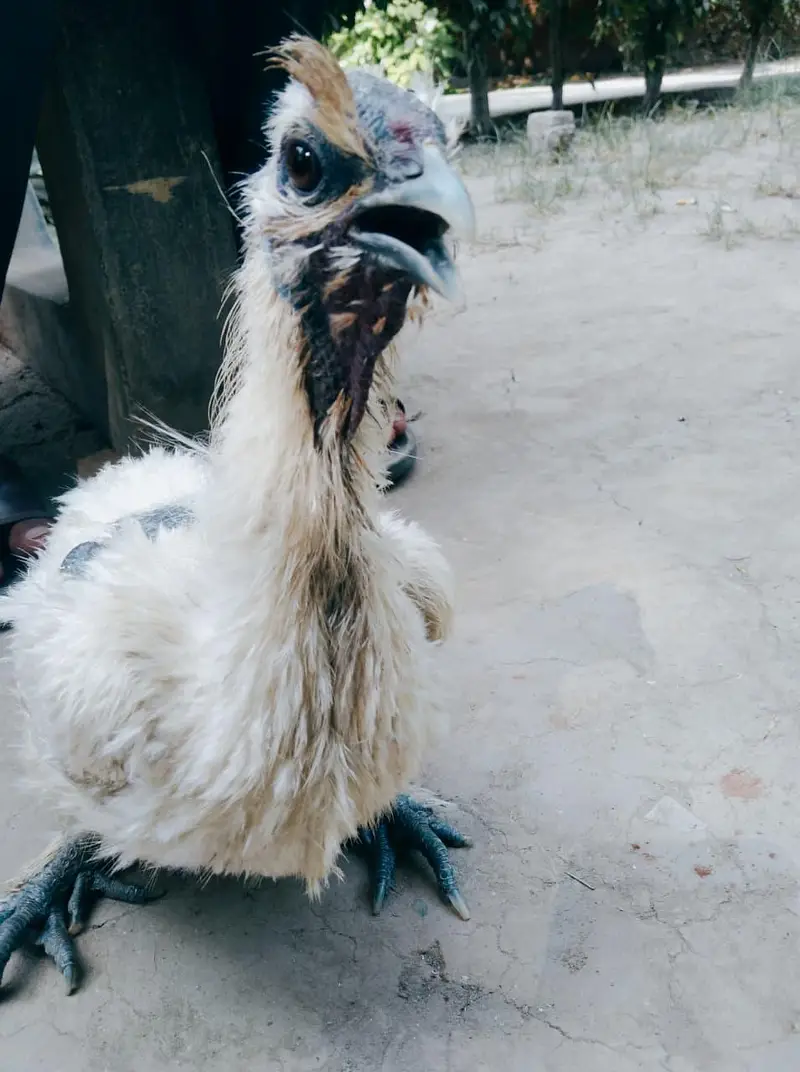 Silly Hen Pure Breed Pair A+ Condition — photo 6