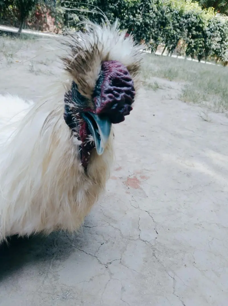 Silly Hen Pure Breed Pair A+ Condition — photo 7