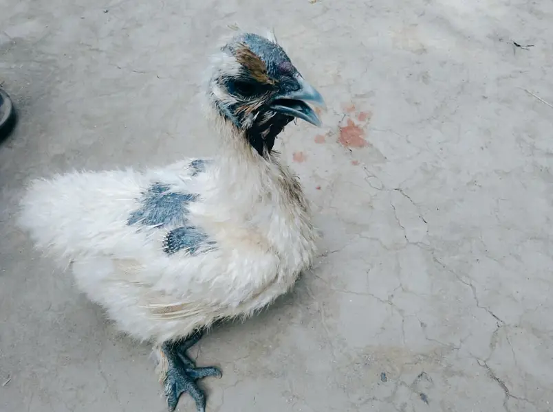 Silly Hen Pure Breed Pair A+ Condition — photo 8