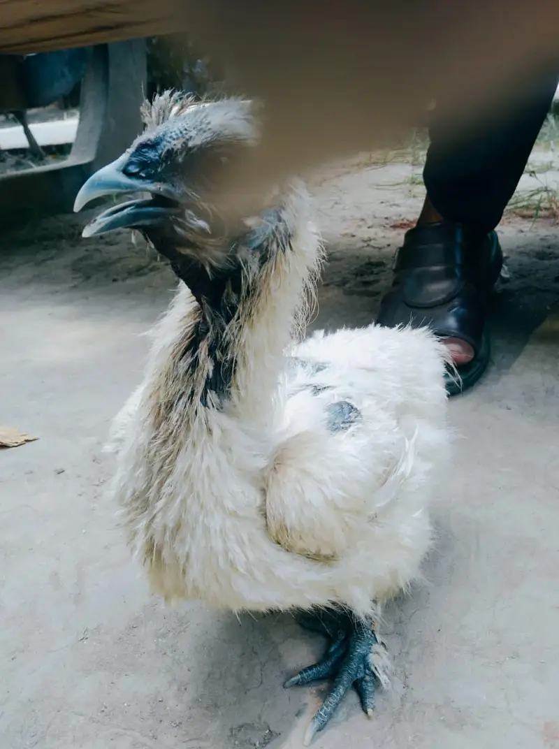 Silly Hen Pure Breed Pair A+ Condition — photo 9