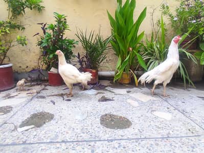aseel Hera jori