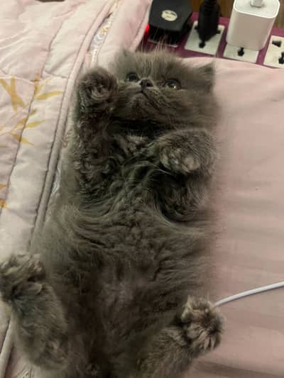 Grey Persian Kitten