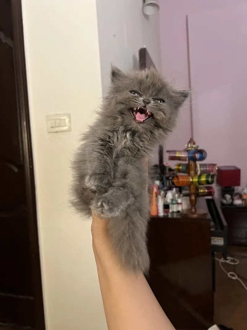 Grey Persian Kitten — photo 2