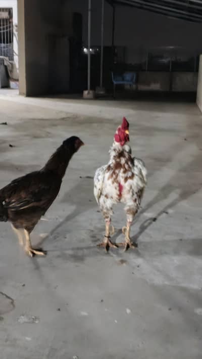 Assel Murga and Murgi