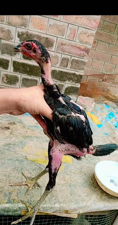 Panas pakoye chick available