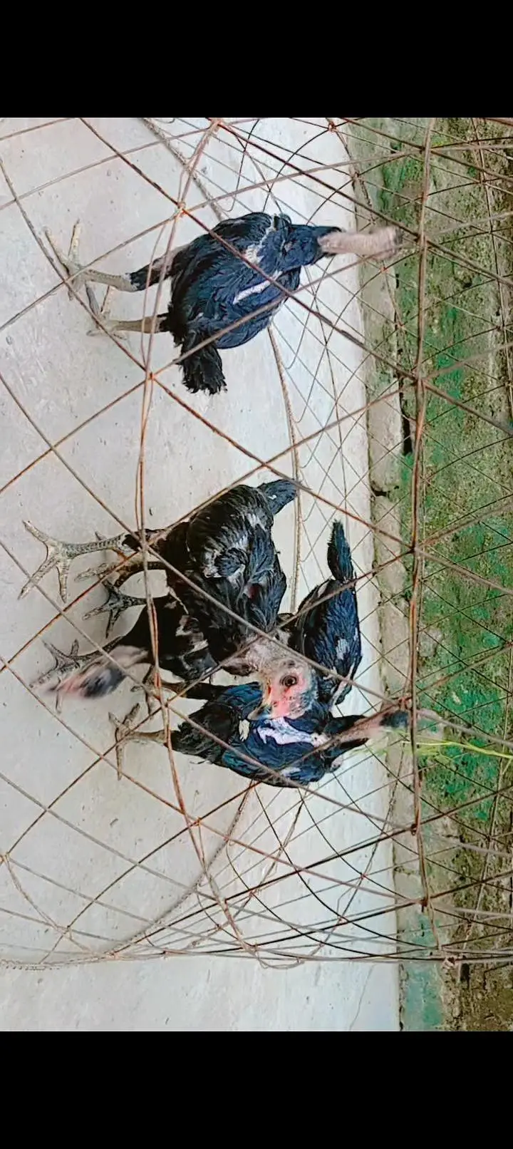 Panas pakoye chick available — photo 2