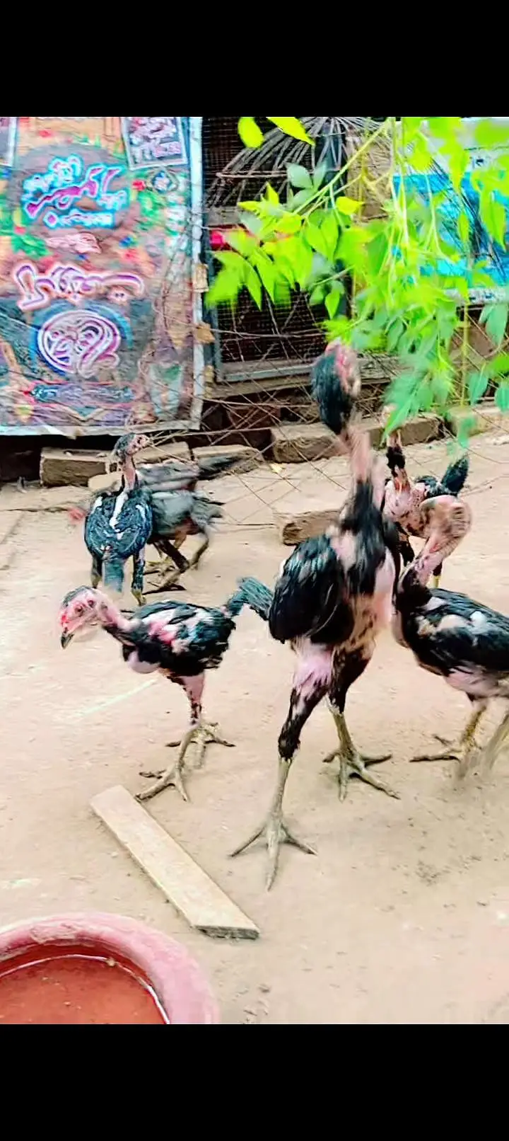 Panas pakoye chick available — photo 3