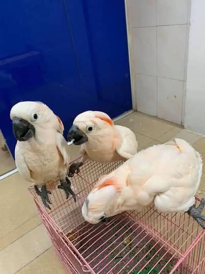gray parrot