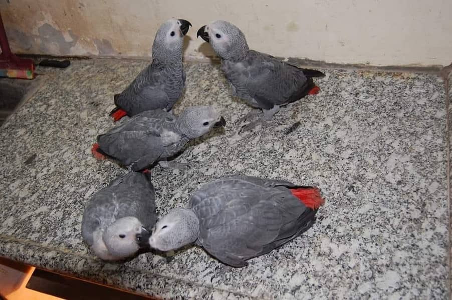 gray parrot 1