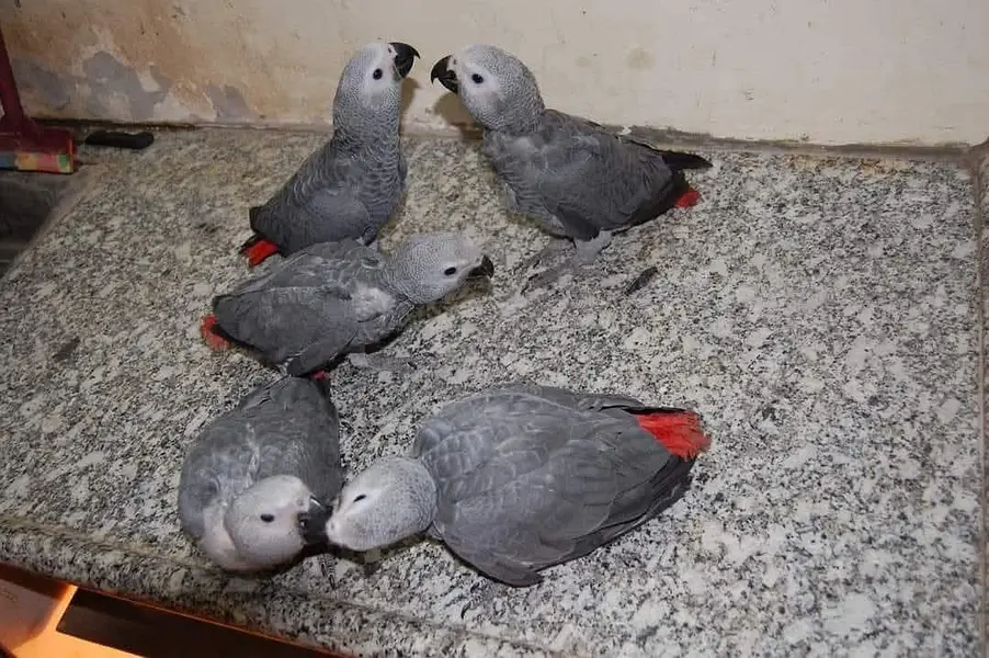 gray parrot — photo 2