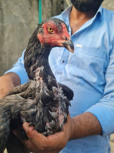 Home breed ki (8) pathiya Maa baap b majood han (03157087386)