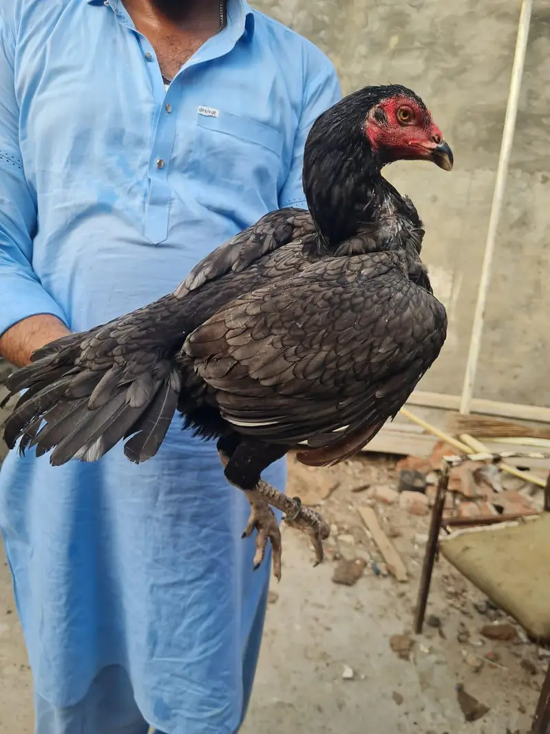 Home breed ki (8) pathiya Maa baap b majood han (03157087386) — photo 2