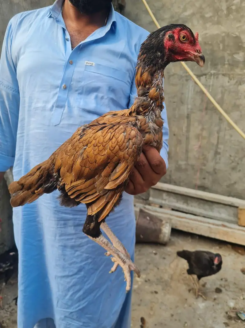 Home breed ki (8) pathiya Maa baap b majood han (03157087386) — photo 3