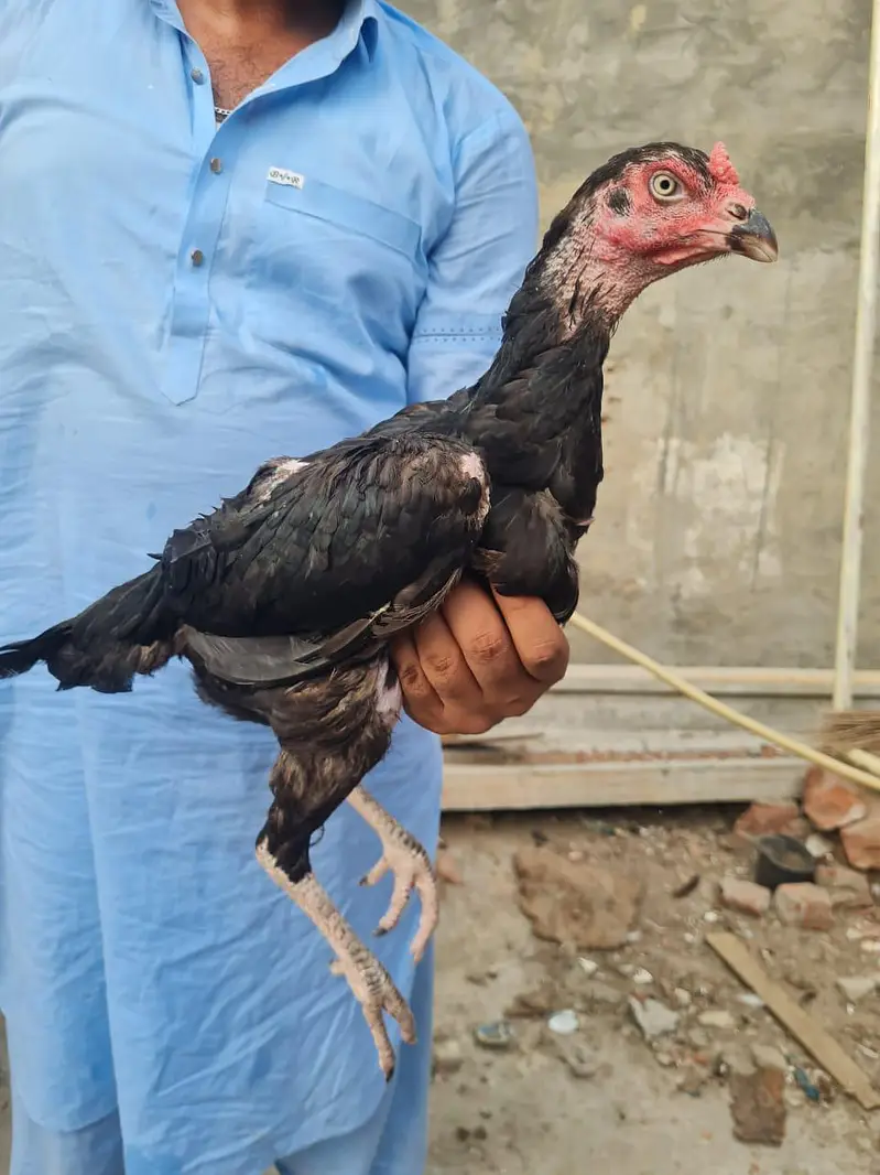 Home breed ki (8) pathiya Maa baap b majood han (03157087386) — photo 4