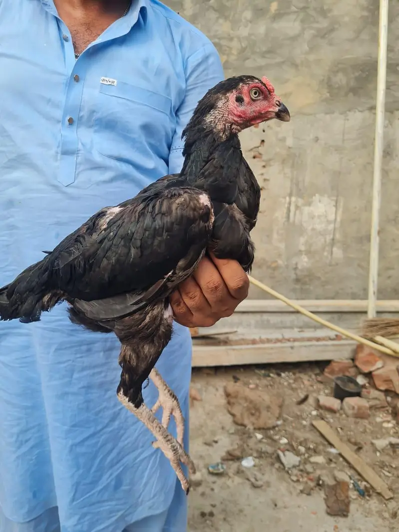 Home breed ki (8) pathiya Maa baap b majood han (03157087386) — photo 5