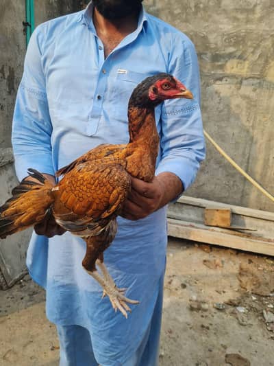 Home breed ki 4 pathiya Maa baap b majood han (03157087386)