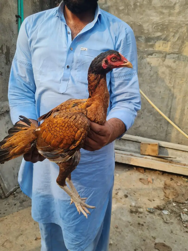 Home breed ki (8) pathiya Maa baap b majood han (03157087386) — photo 6