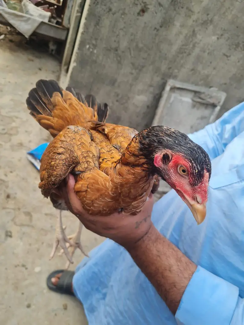 Home breed ki (8) pathiya Maa baap b majood han (03157087386) — photo 7